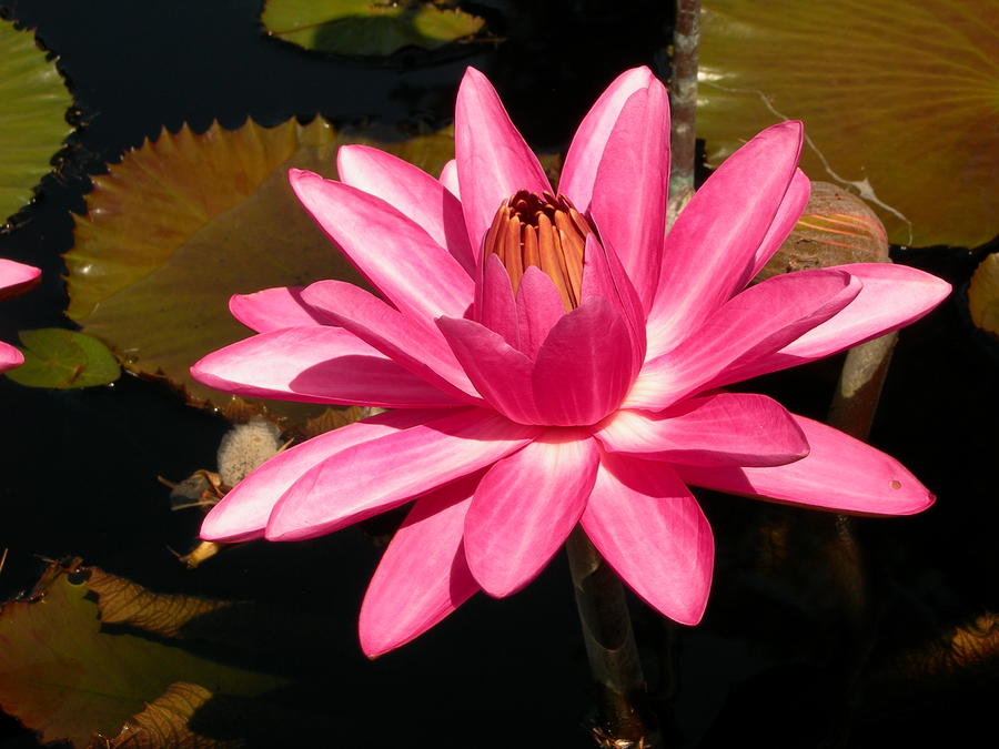 Longwood Lily I Photograph by Sheila Rodgers - Fine Art America