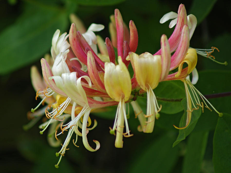 Flowers Photograph - Lonicera by Steve Watson Flowers Photograph - Lonicera by Steve Watson