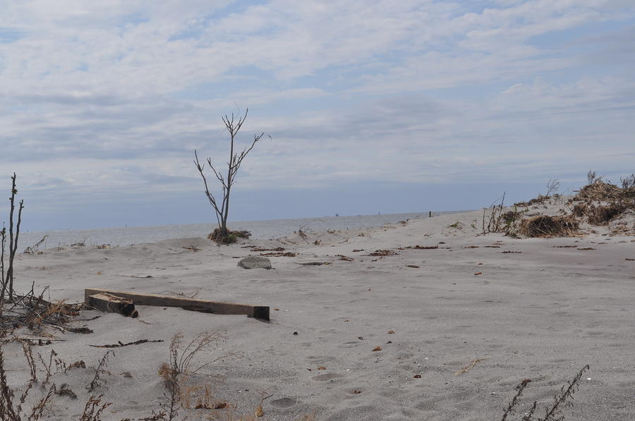 Lonley Tree Photograph by Esther Serkin-Morgan - Fine Art America