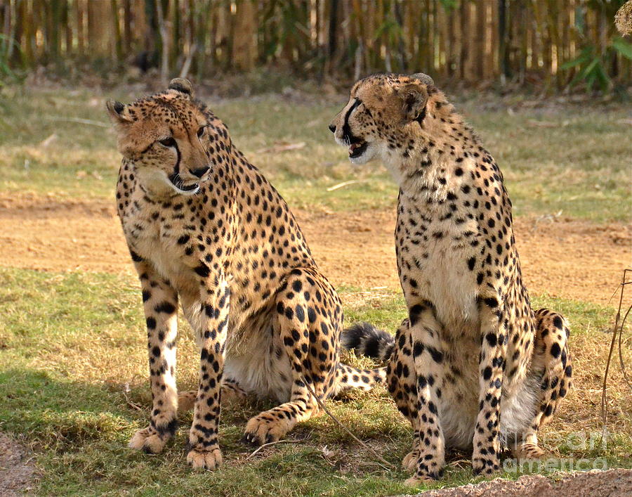 Look At The Spots She Has On Today Photograph by Carol  Bradley