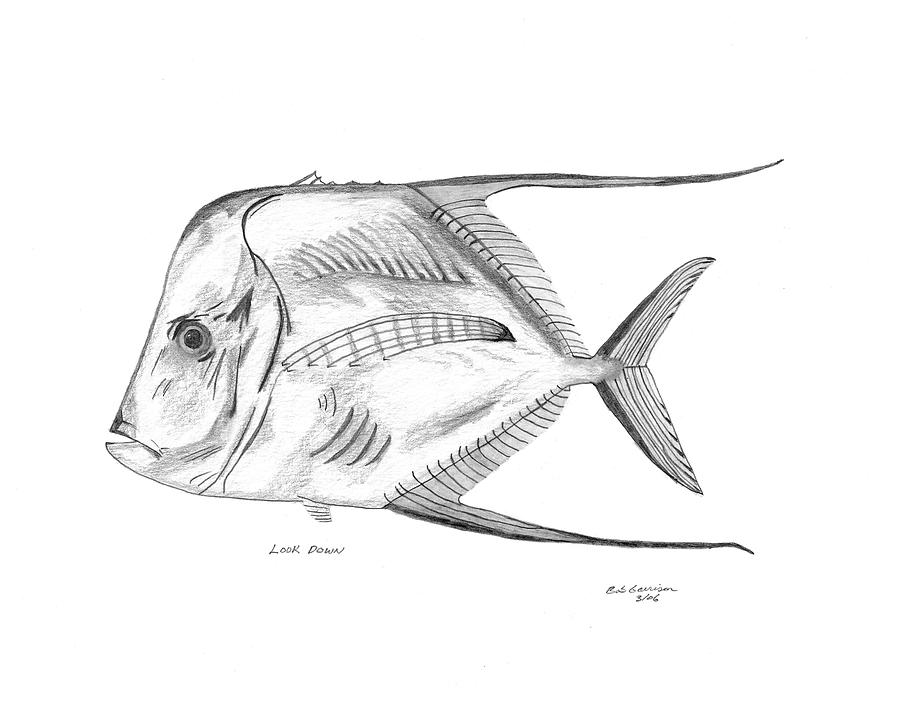 Fish Drawing - Look Down by Bob and Carol Garrison