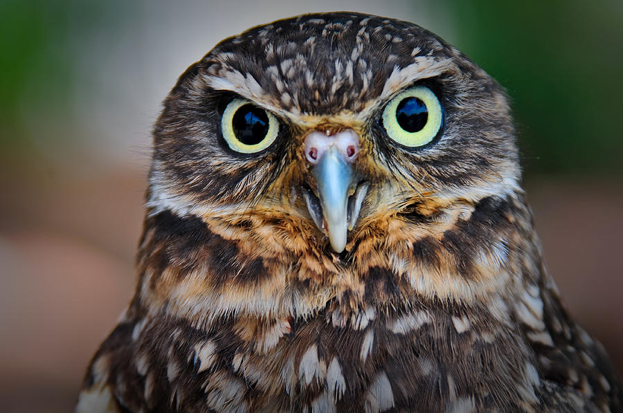 Look Into My Eyes Photograph by Craig Leaper
