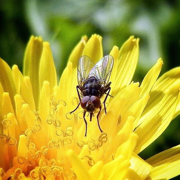 Insects Photograph - look Into My Eyes! #webstagram by Tanya Sperling