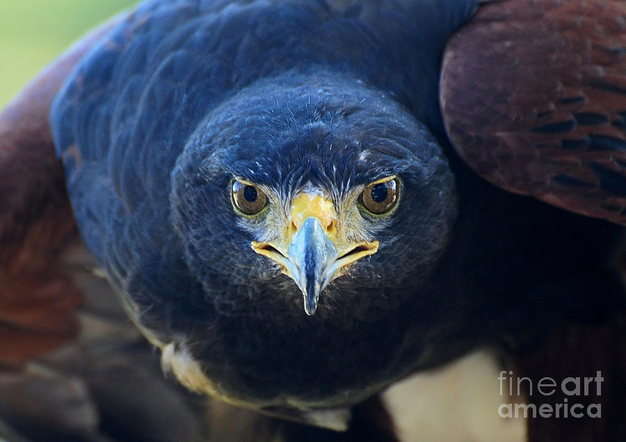 Bird Photograph - Look Into My Eyes...Harris Hawk by Kathy Baccari