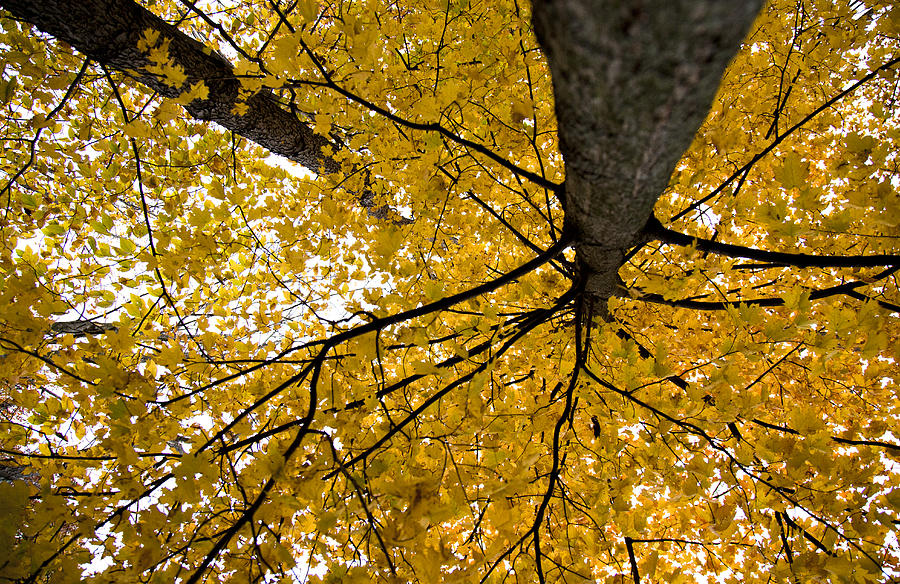 Look Up it is Fall Photograph by John Crothers