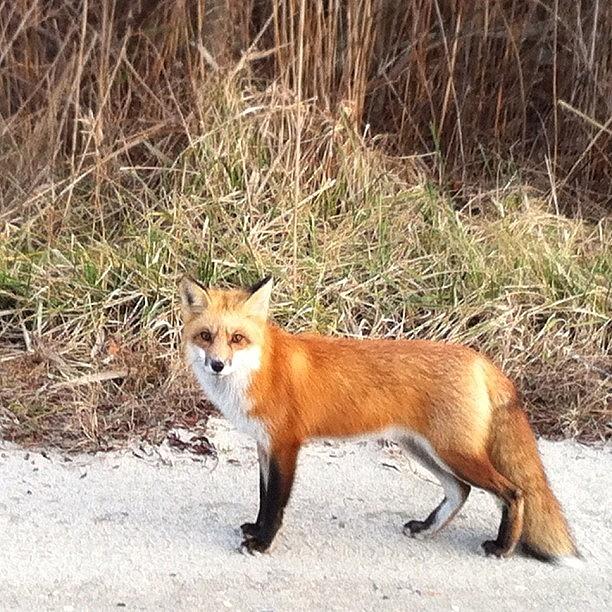 Fox Photograph - Look Who We Just Met by Katie Cupcakes