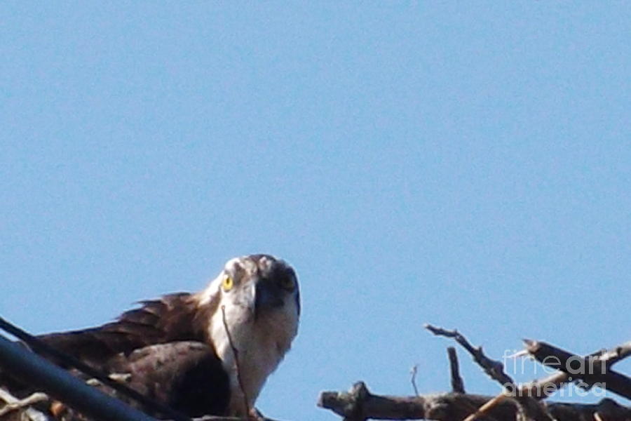 Looking at you Osprey Photograph by Jeffrey Benedict