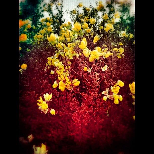 Flowers Still Life Photograph - Looking Back by Jennifer OHarra