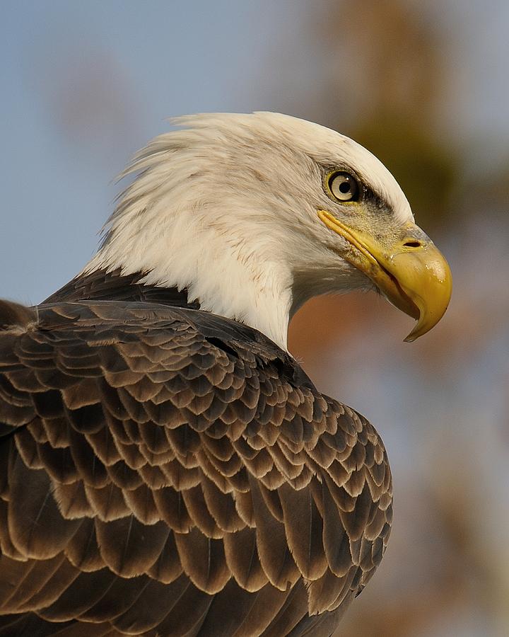 Looking Photograph by Craig Leaper