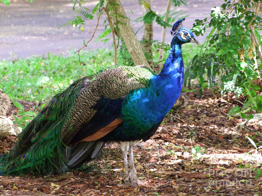 Looking for a Mate Photograph by Mary Deal - Fine Art America