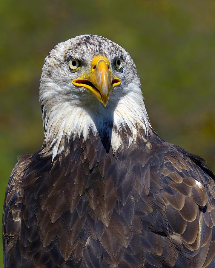 Looking Forward - Bald Eagle Photograph by Tony Beck