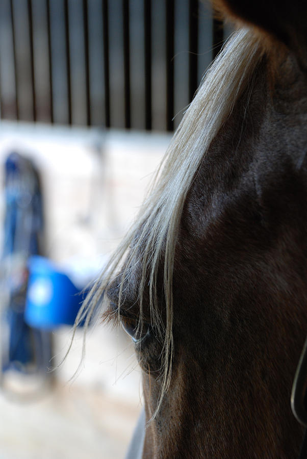 Horse Photograph - Looking Forward by Jennifer Ancker