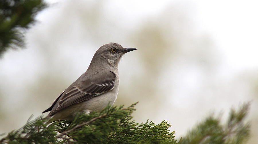 Wildlife Photograph - Looking Forward - Mockingbird by Travis Truelove