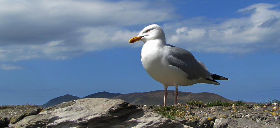 Seagull Photograph - Looking out... by Barbara Walsh