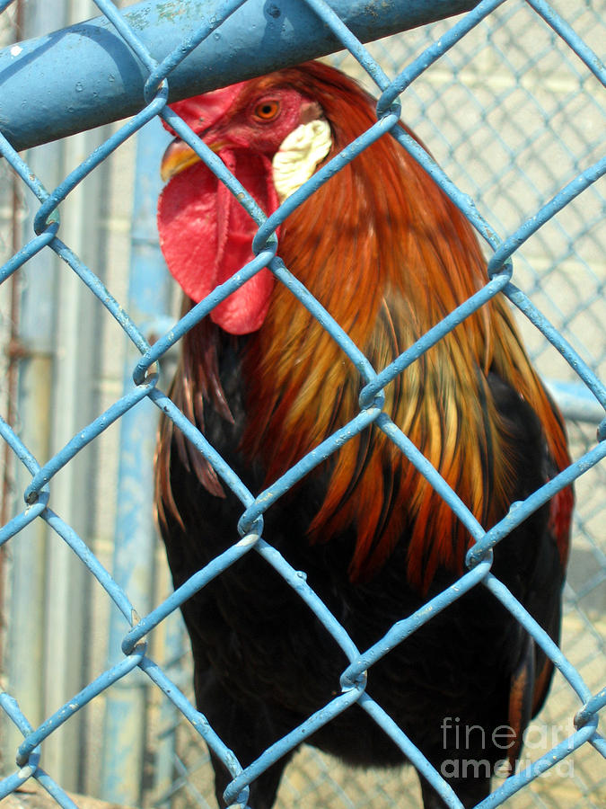 Bird Photograph - Looking Out by Marlene Robbins Bird Photograph - Looking Out by Marlene Robbins