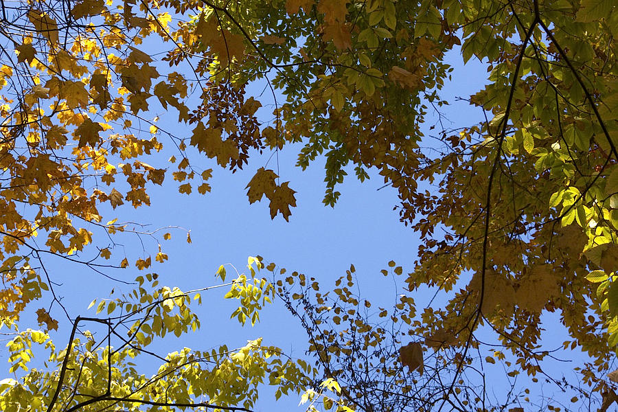 Fall Photograph - Looking Skyward by Susan Morris
