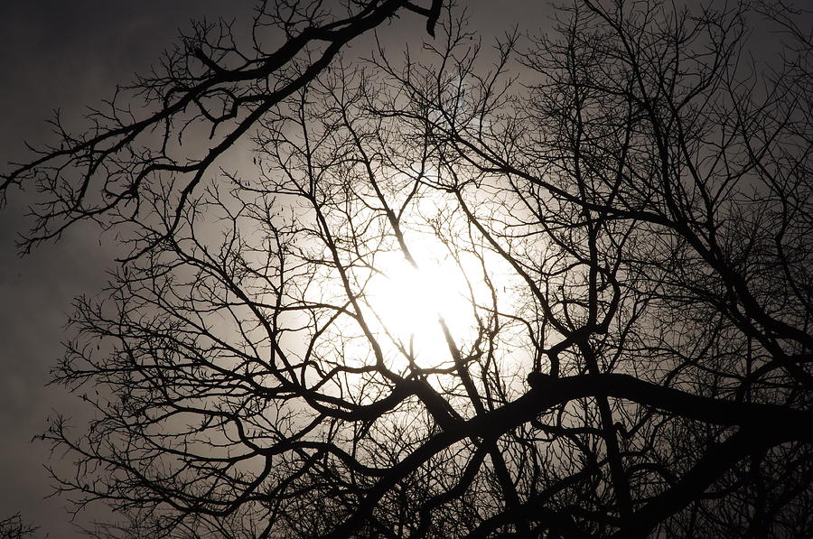 Looking sun threw tree Photograph by Gerald Kloss