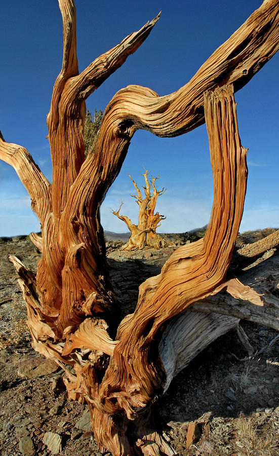 Landscape Photograph - Looking Through a Bristlecone Pine by Dave Mills