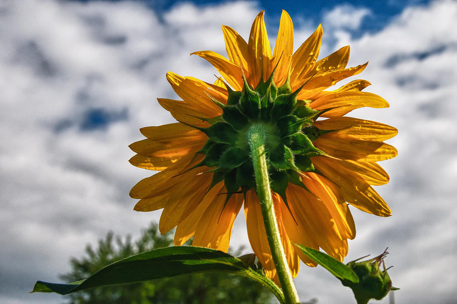 Flower Photograph - Looking To the Sky by Guy Whiteley