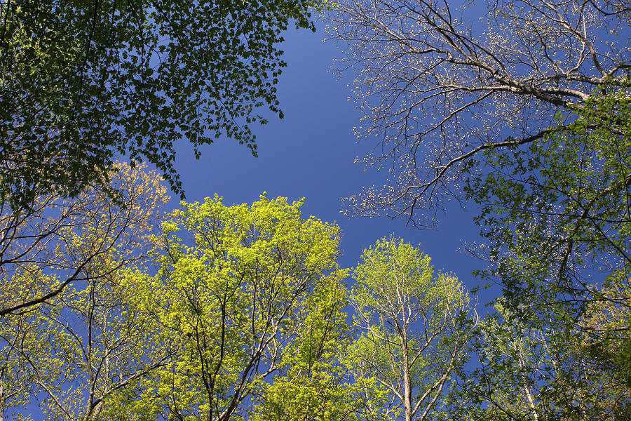 Looking Up In Spring Photograph by Daniel Reed