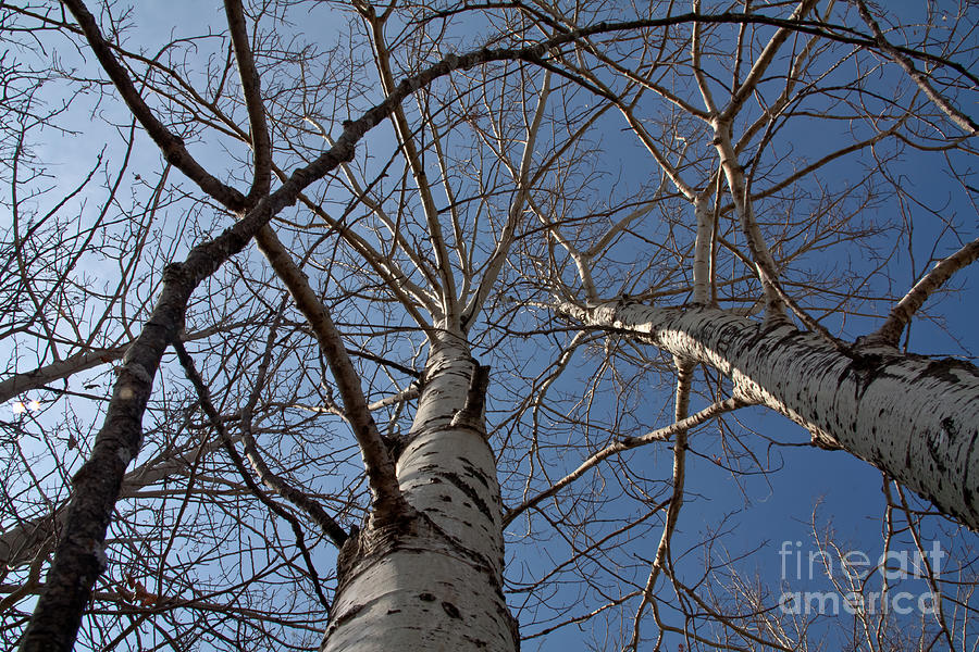 Tree Photograph - Looking Up by Rachel Duchesne Tree Photograph - Looking Up by Rachel Duchesne