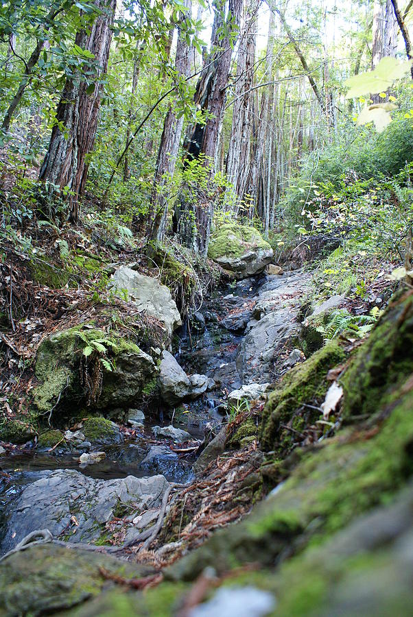 Looking up the Creek in a Redwood Forest on Mt Tamalpais Photograph by Ben Upham III