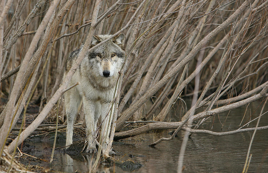 Wolves Photograph - Looking Wild by Shari Jardina
