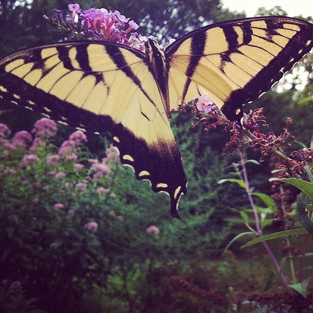 Looks Like A Bird Got To This Butterfly Photograph by Katie Cupcakes