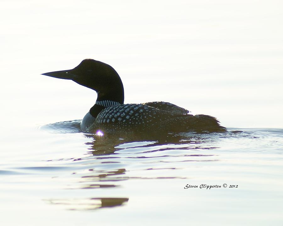 Loon 3 Photograph by Steven Clipperton