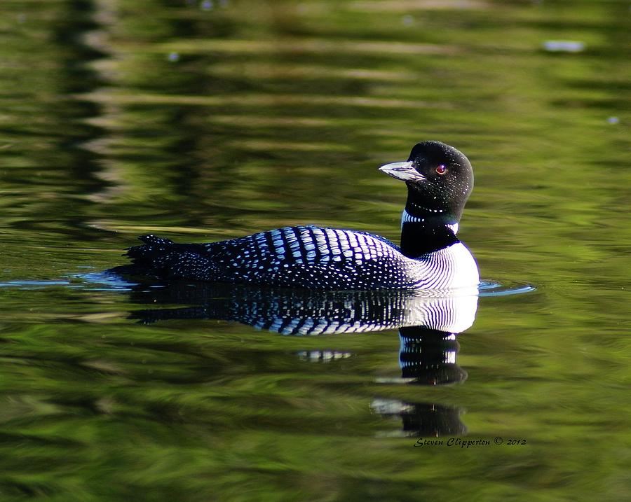 Loon 4 Photograph by Steven Clipperton