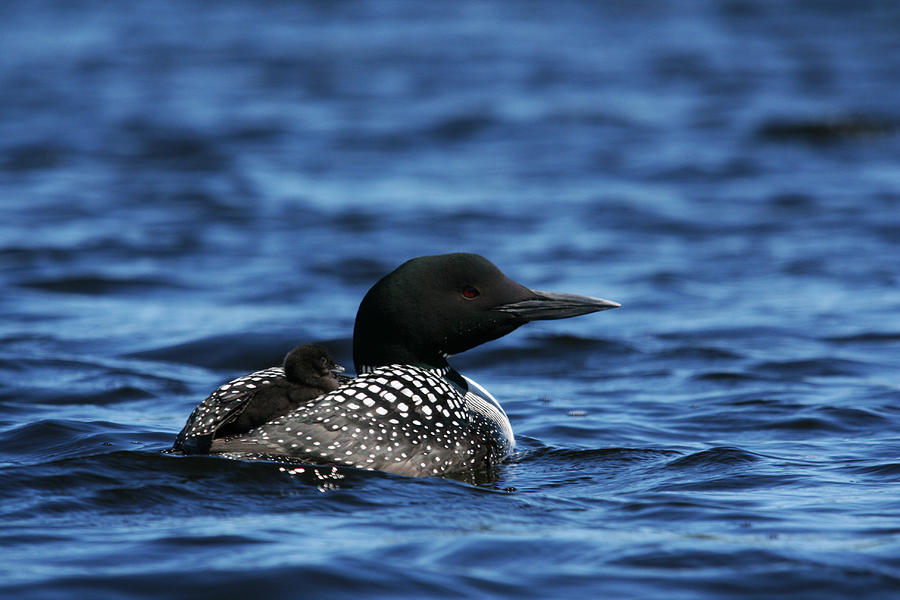 Loon and New Born Chick Photograph by Benjamin Dahl