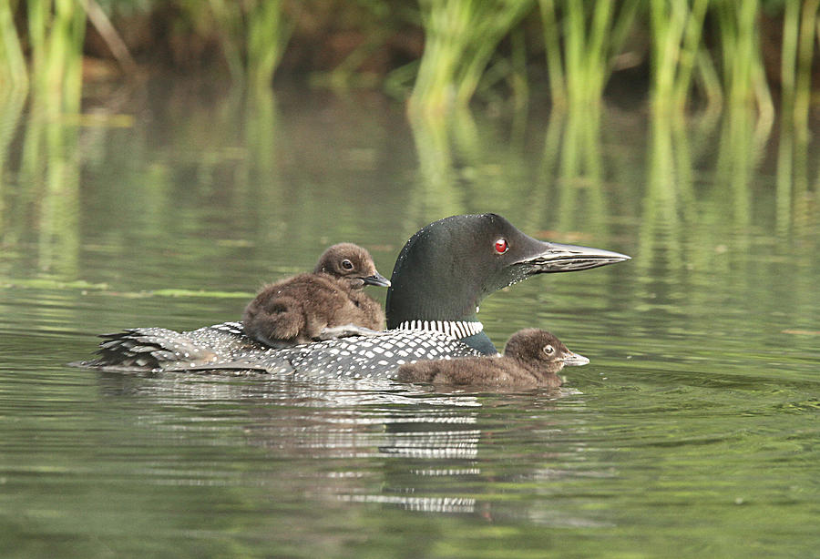 Loon Family at First Light Photograph by Duane Cross
