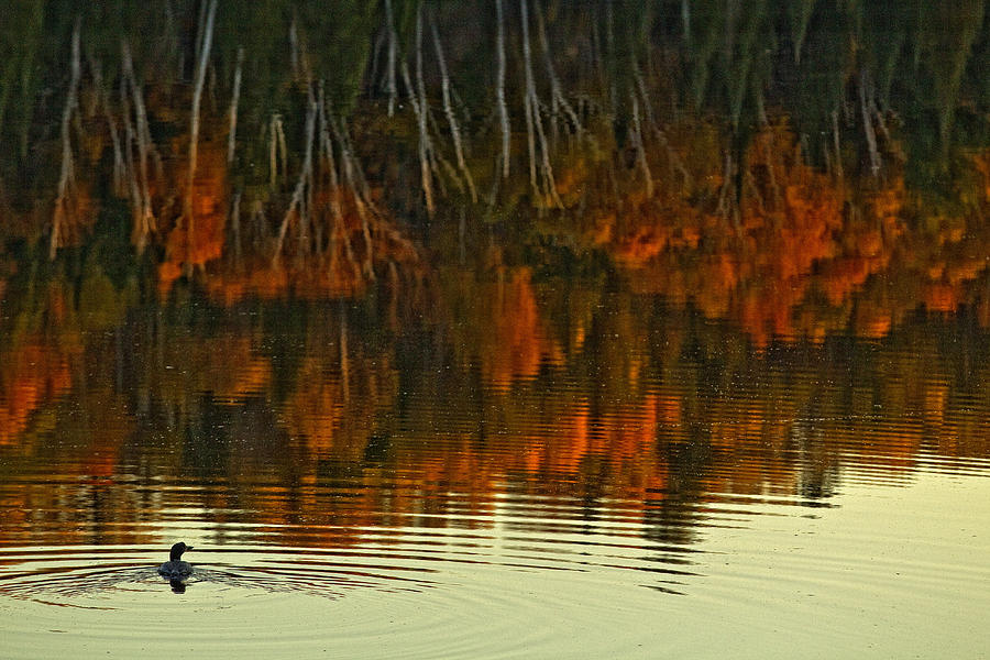 Loon In Opeongo Lake With Reflection Photograph by Robert Postma