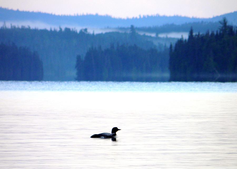Loon Photograph by Meagan  Visser