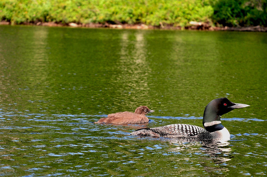 Loon on Bog River Photograph by Peter DeFina