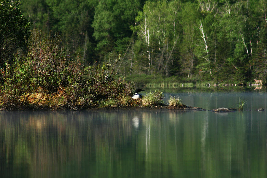 Loon on Nest Photograph by Benjamin Dahl