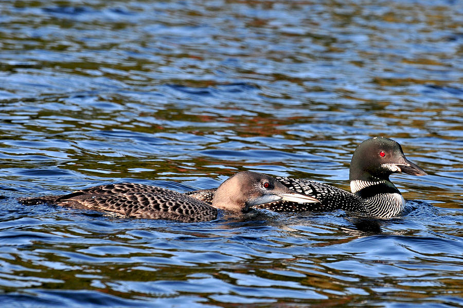 Loon parent and Juvenile Photograph by Peter DeFina