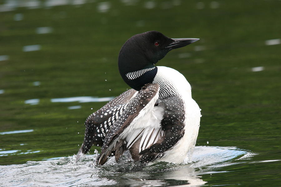 Loon Photograph by Rima Geleziunas - Fine Art America