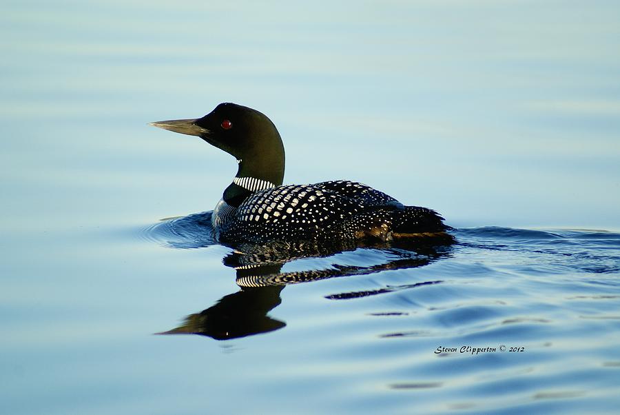 Loon Photograph by Steven Clipperton