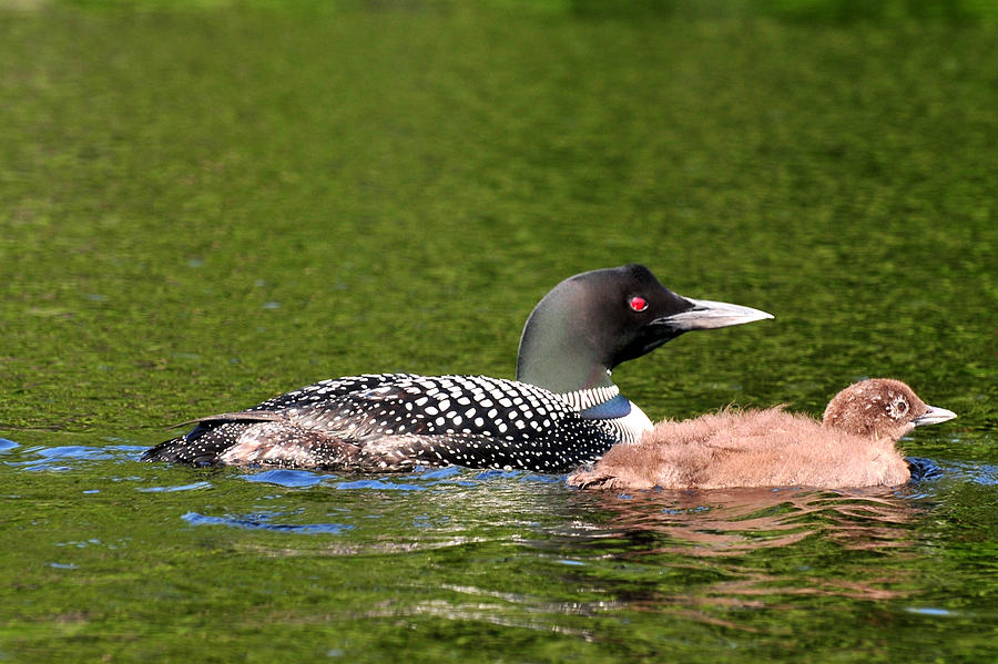 Loon with Baby II Photograph by Peter DeFina