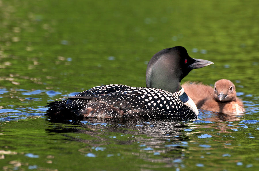Loon with baby Photograph by Peter DeFina