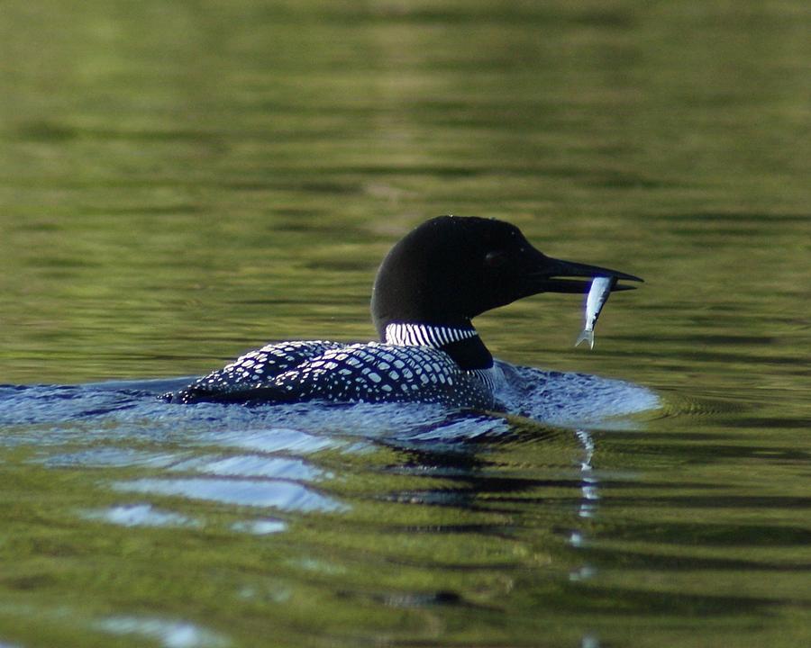 Loon with minnow Photograph by Steven Clipperton