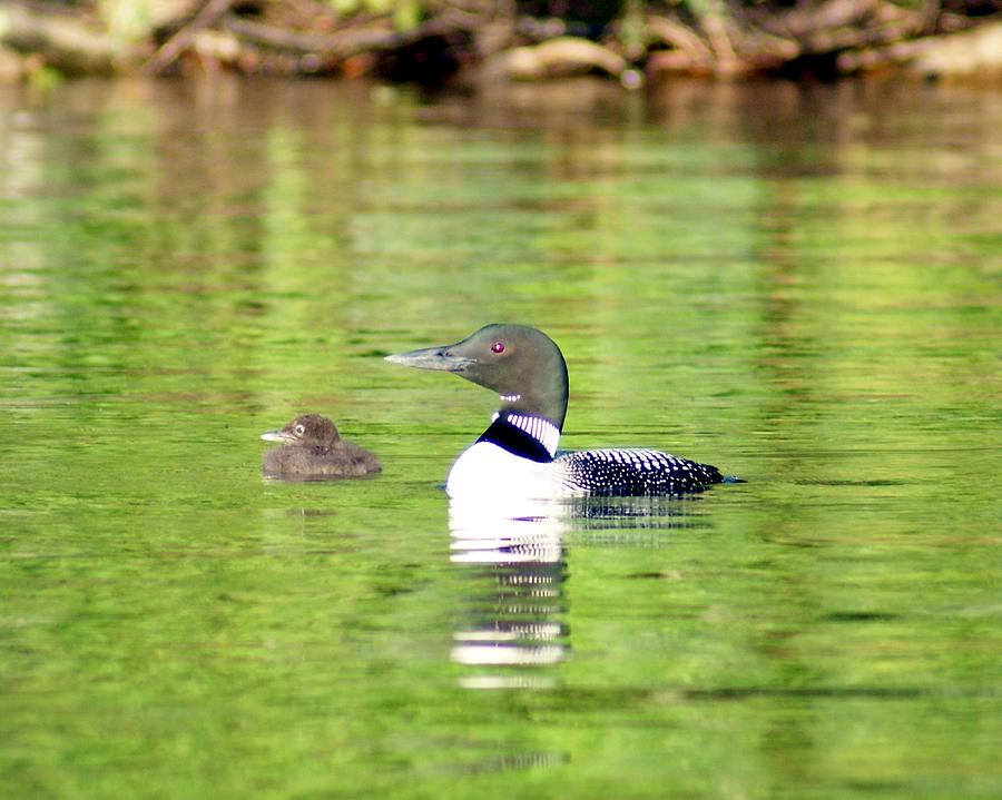 Loons Big and Small Photograph by Steven Clipperton