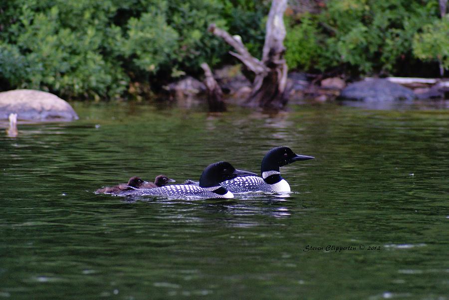 Loons with Twins 2 Photograph by Steven Clipperton