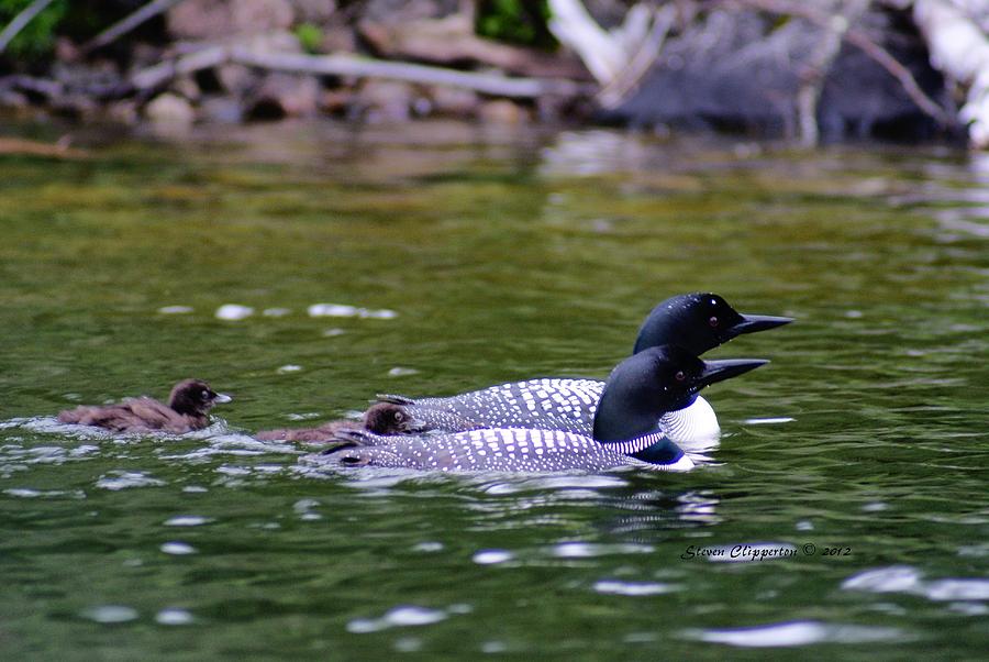 Loons with Twins 3 Photograph by Steven Clipperton