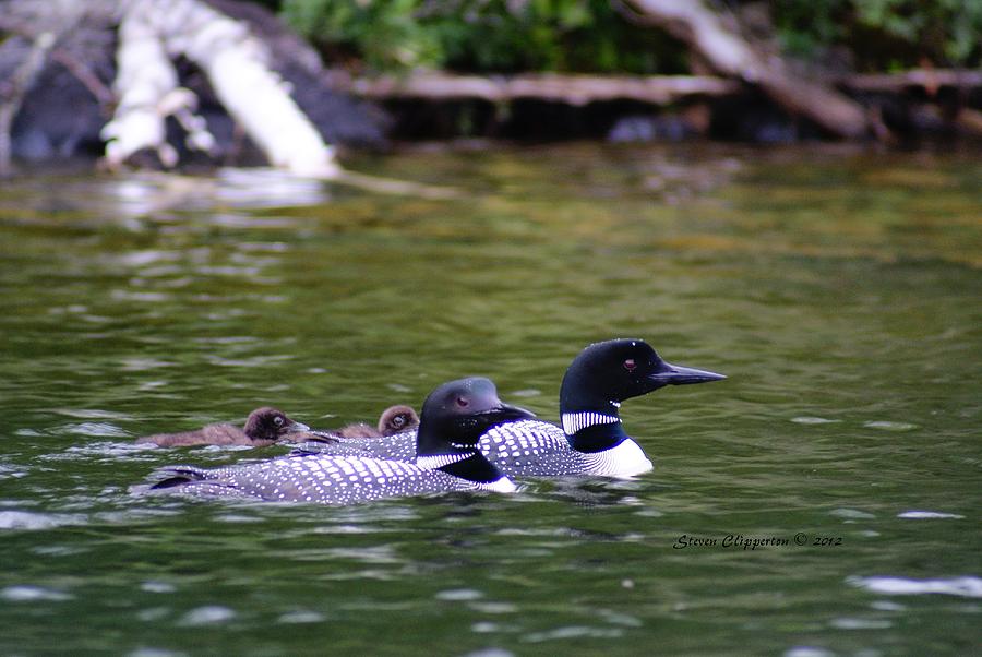 Loons with Twins 4 Photograph by Steven Clipperton