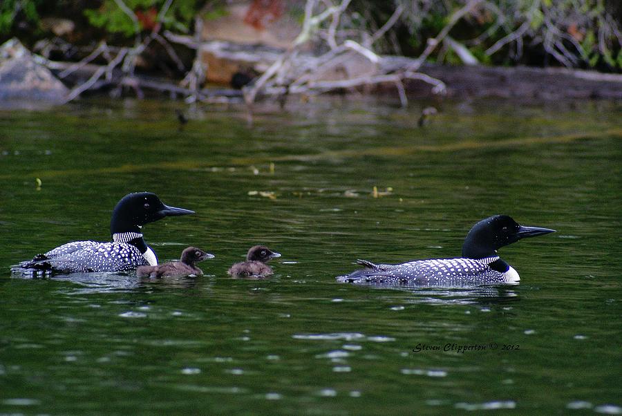 Bird Photograph - Loons with Twins by Steven Clipperton