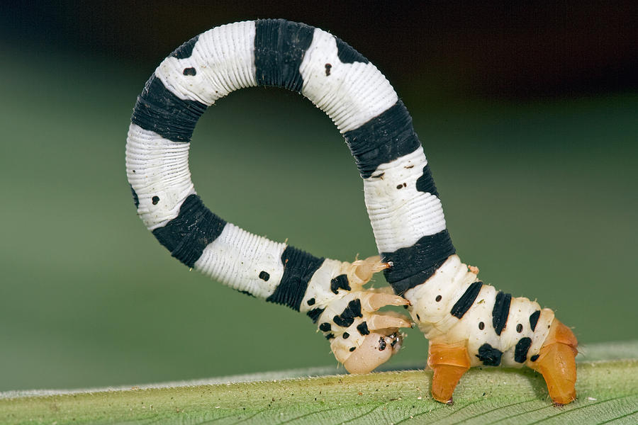 Looper Moth Caterpillar Ghana Photograph by Piotr Naskrecki