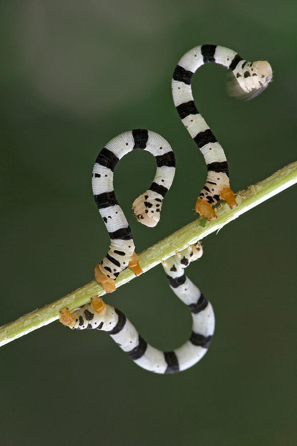 Looper Moth Caterpillars  Atewa Range Photograph by Piotr Naskrecki