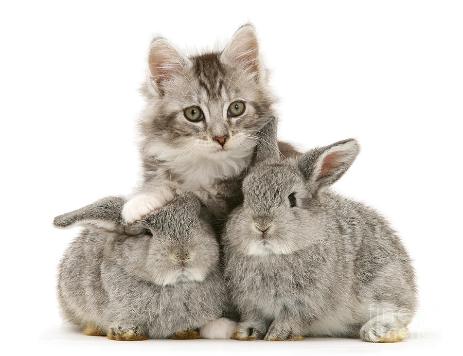 Lop Bunnies With Maine Coon Kitten Photograph by Jane Burton